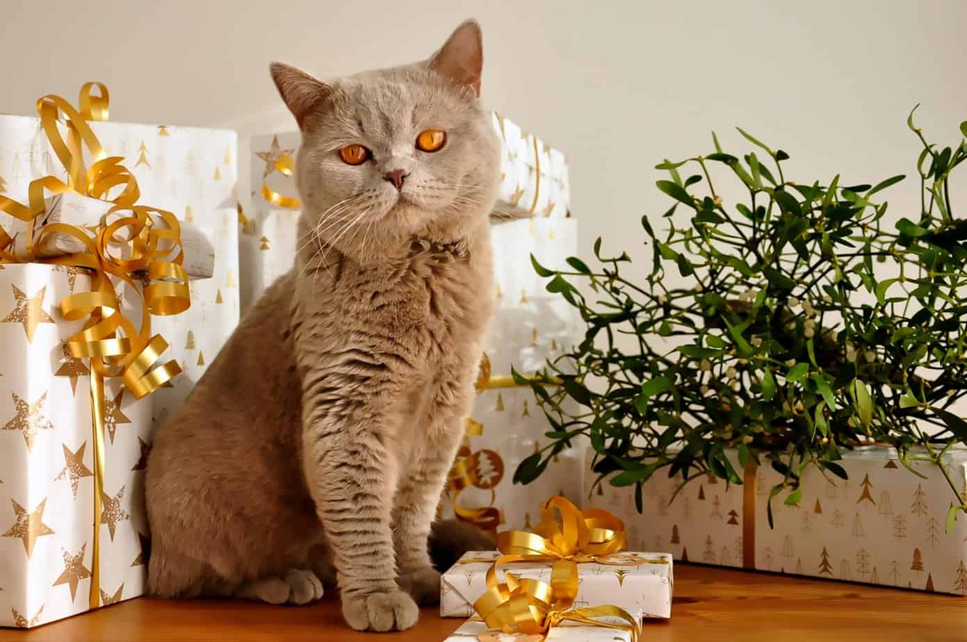 cat 1106804 1920