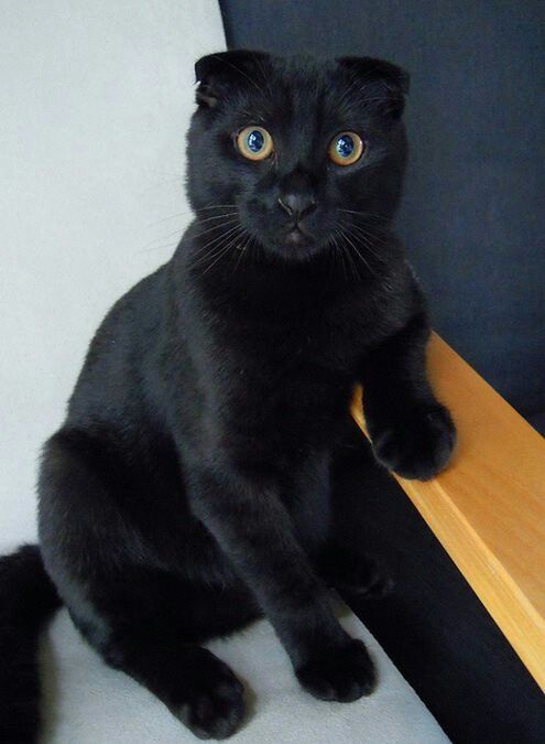 Scottish Fold black cat