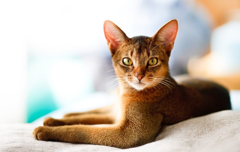 Abyssinian