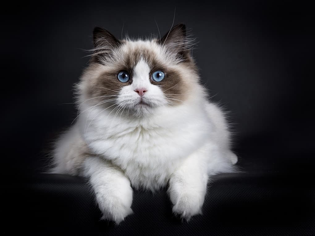 Best shampoo for ragdoll cats top