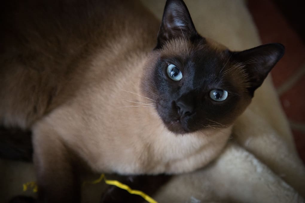 tonkinese breeders near me