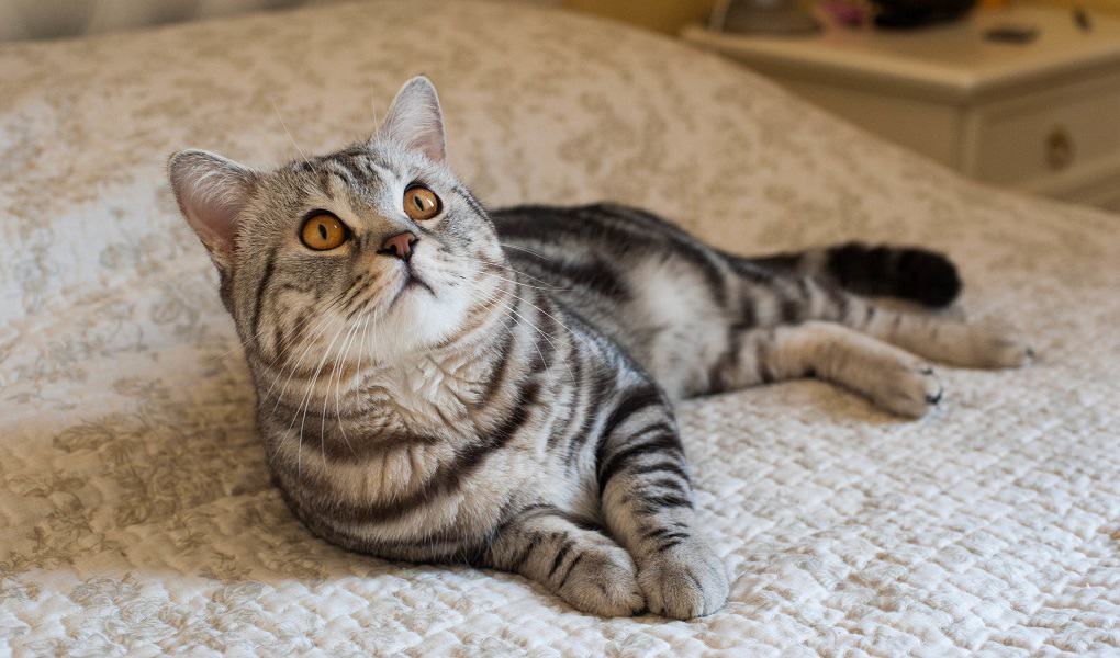 American Shorthair