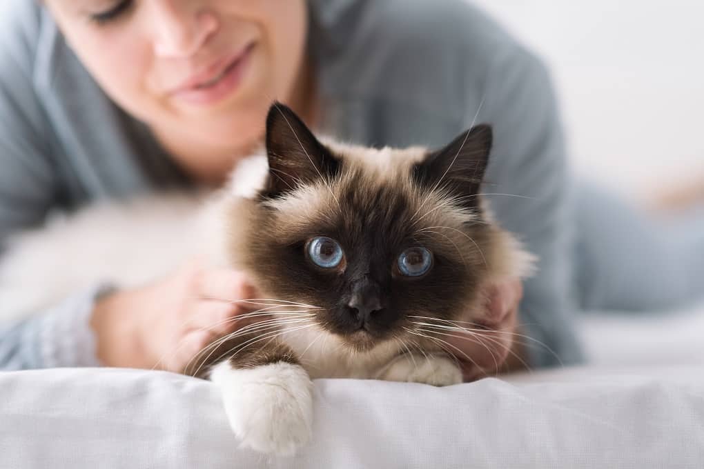 Birman Cat