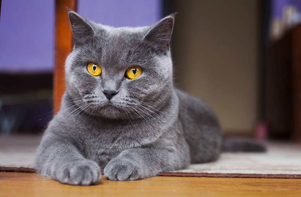 british blue shorthair temperament