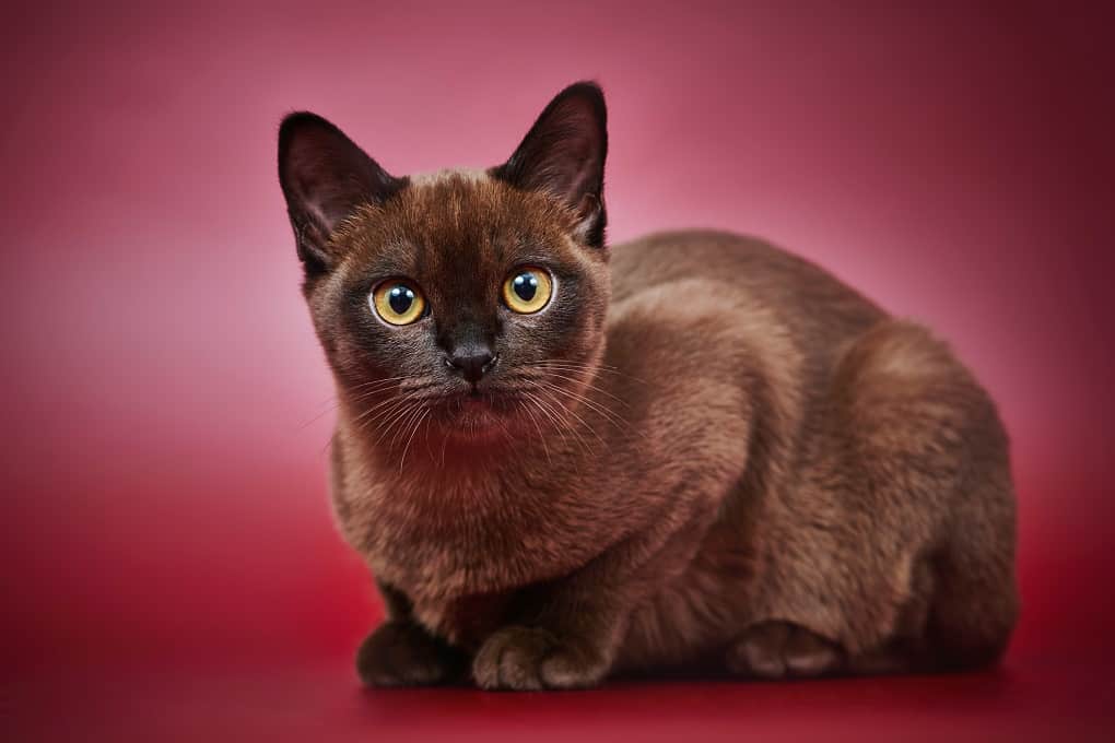 Burmese Cat