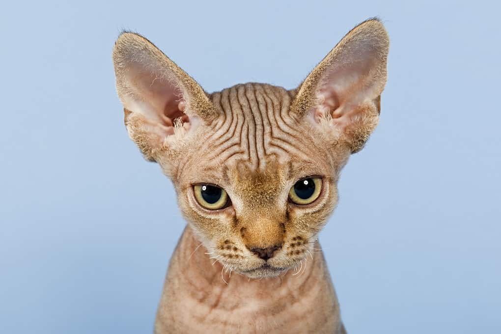 devon rex hypoallergenic cats