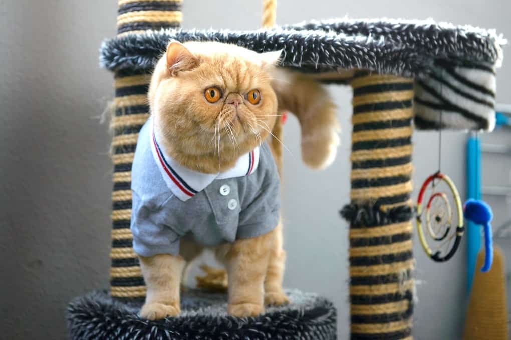 exotic shorthair care