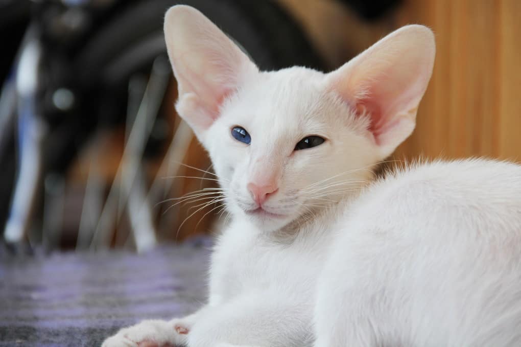 Oriental Shorthair Cat