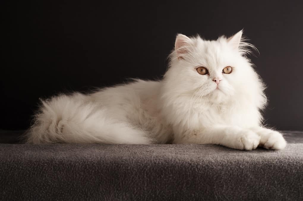 Persian Cat