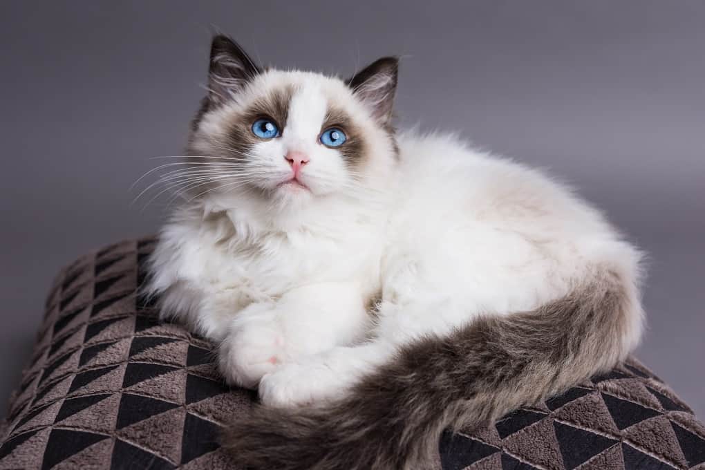 ragdoll hypoallergenic