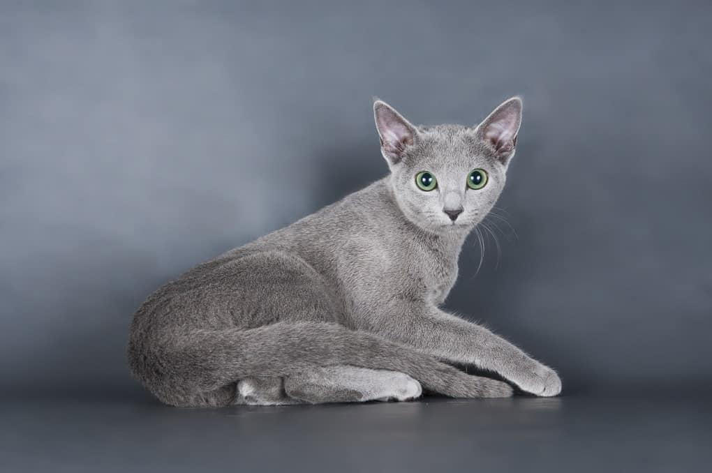 Russian Blue Cat