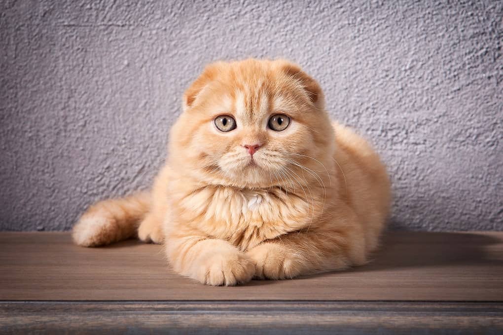 Scottish Fold