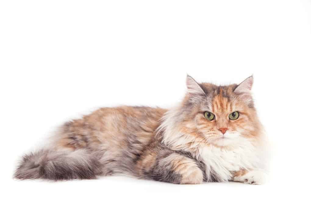 Siberian Cat