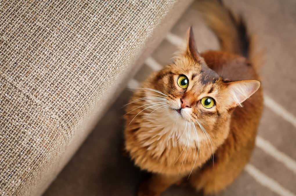 Somali Cat