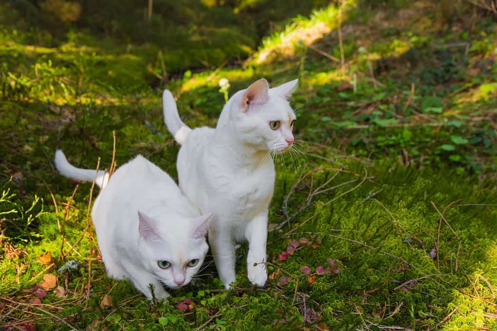 Two burmilla cats