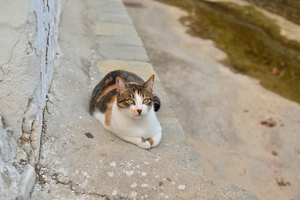 Aegean Cat Sitting