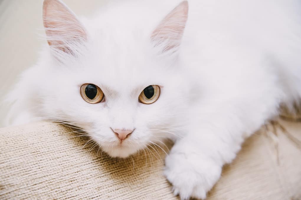 turkish van