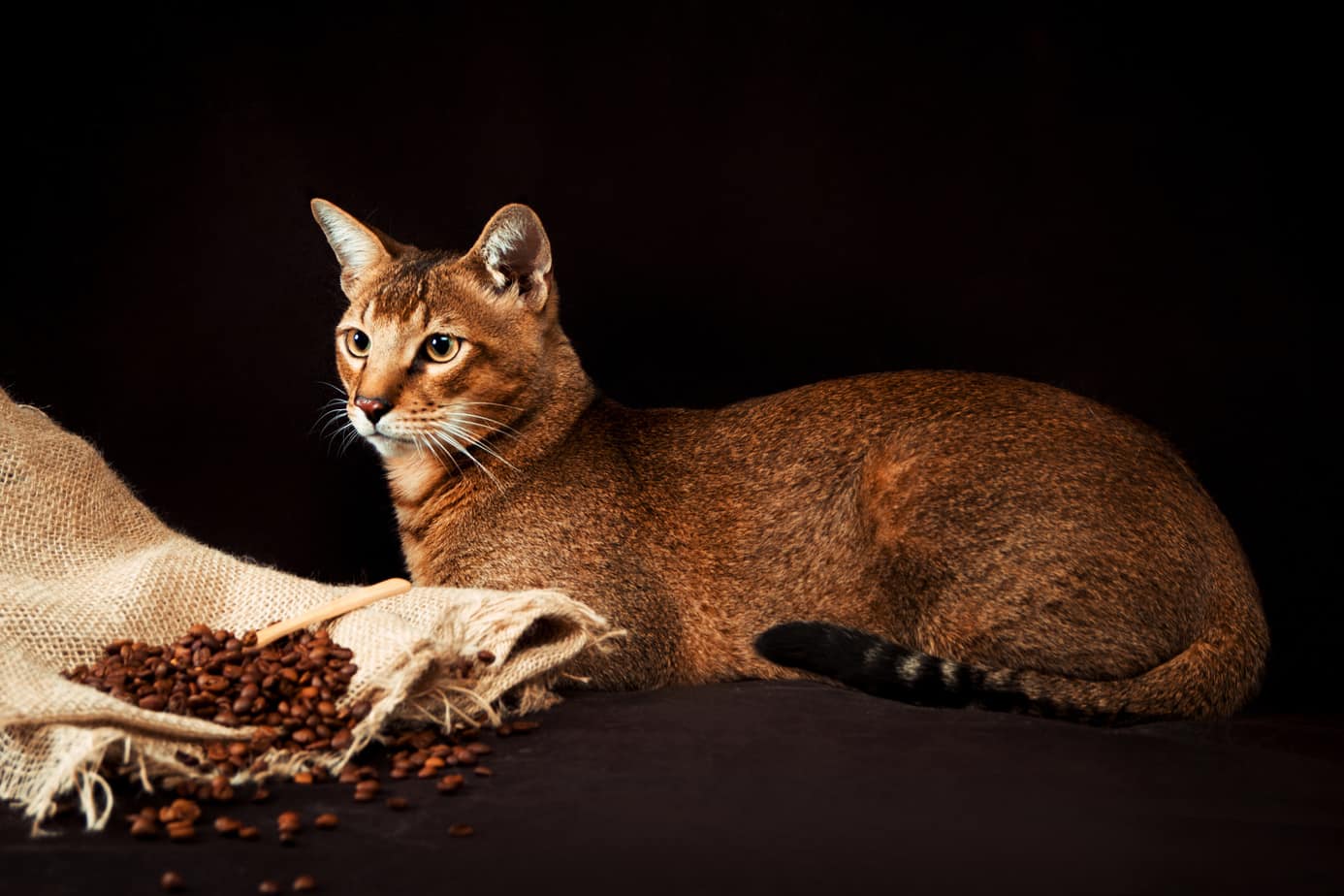 brown Chausie cat