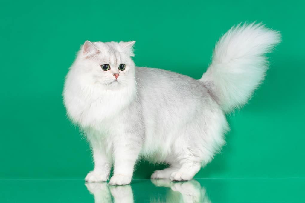 british semi-longhair cat