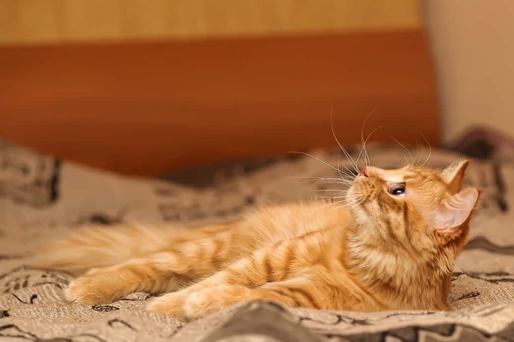 American Bobtail characteristics