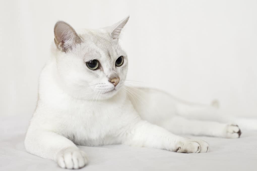 Burmilla Cat breed