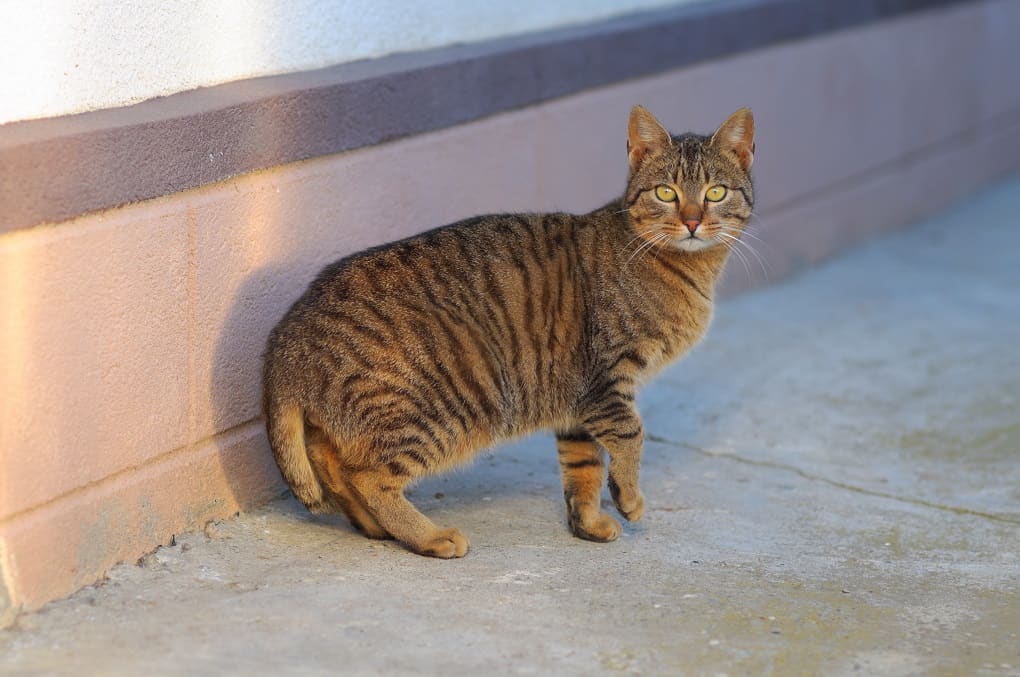 American Bobtail