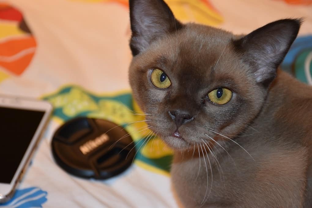 Burmese Malayan Cat