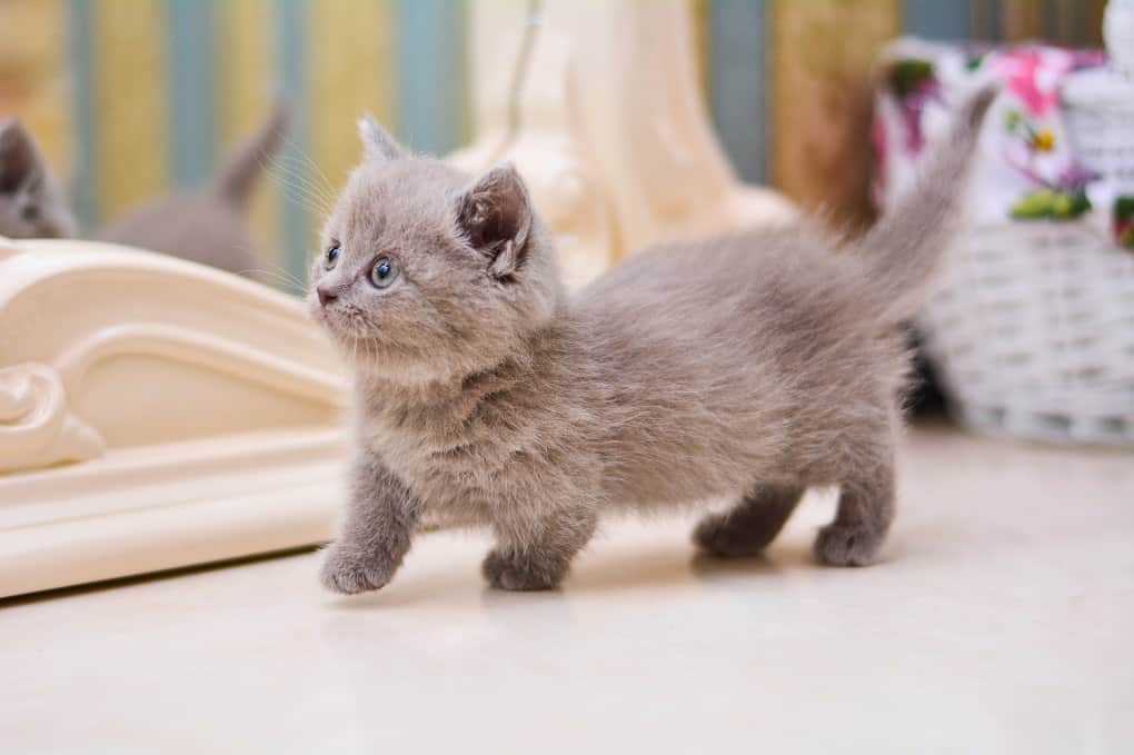 munchkin cat