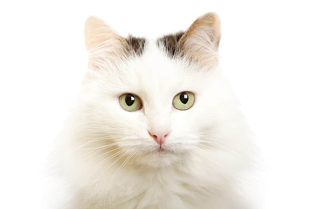 Cute Turkish Van Cat