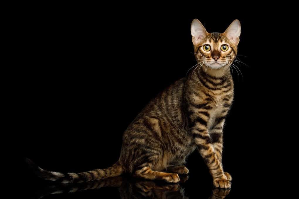 Toyger cat sitting