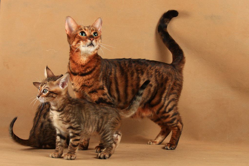 Toyger