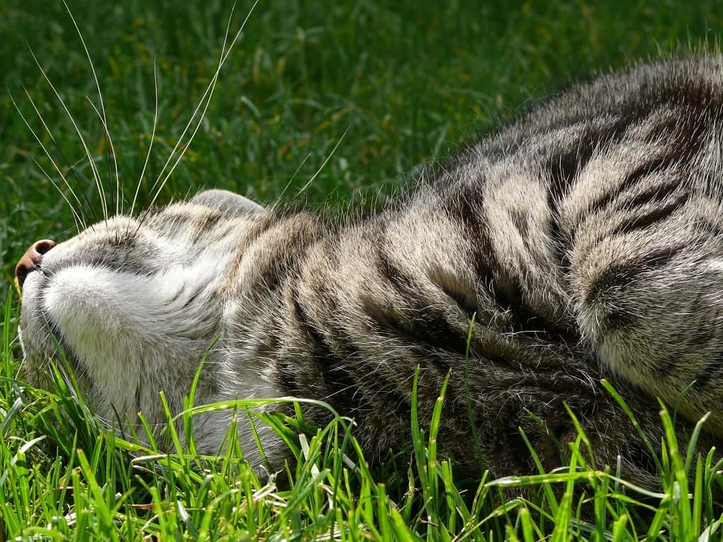 Cyprus Cat lying