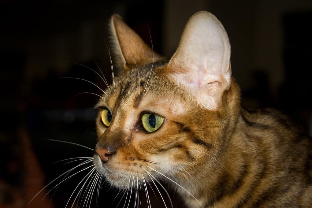 Toyger cat