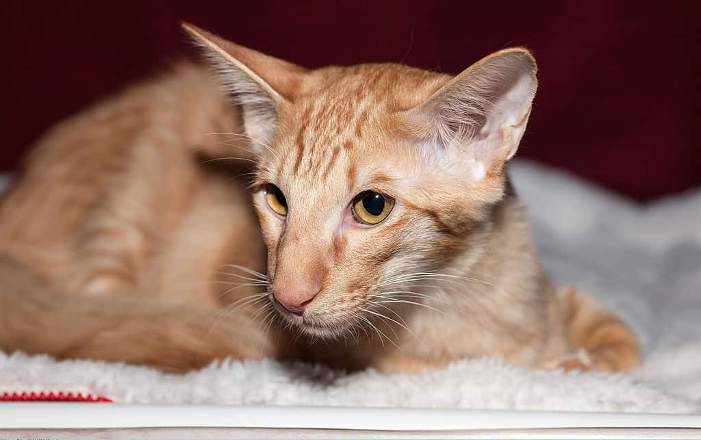 brown Javaense Cat