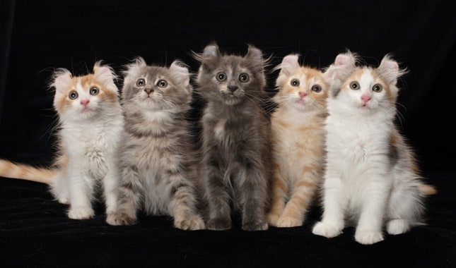 American Curl Cat Breed Miniature Cats