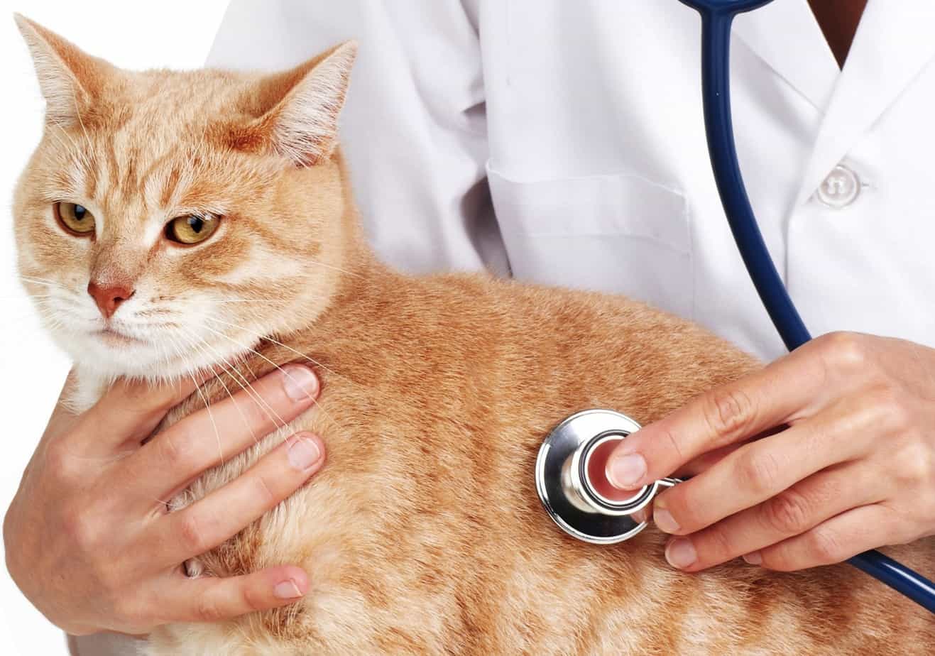 Cat With Doctor1