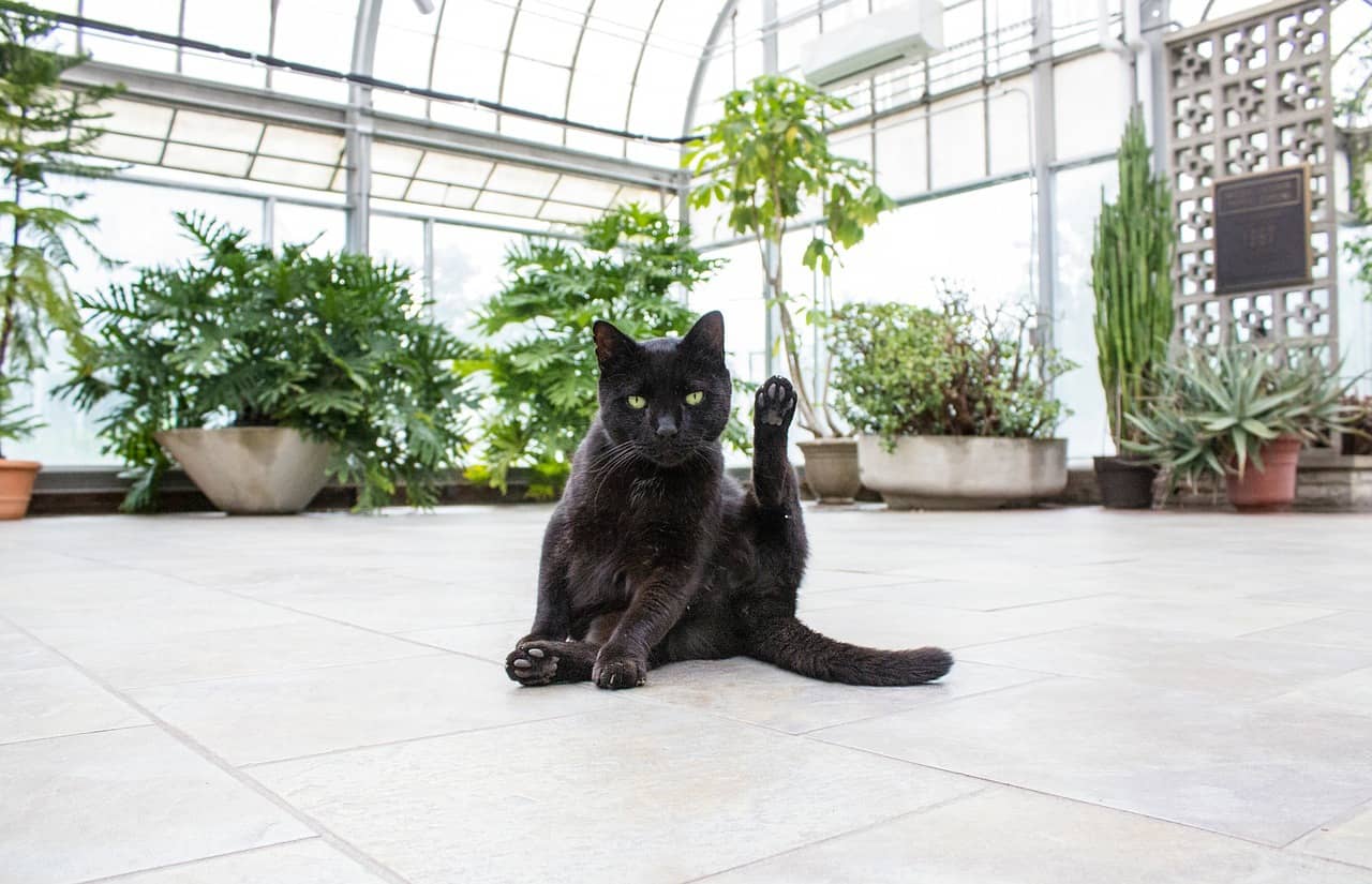 Plants That are Unsafe for Cats