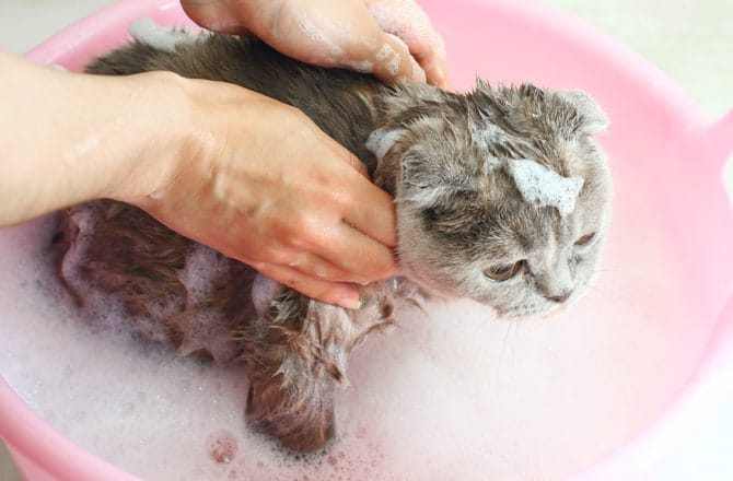 petmd kitten bath 4