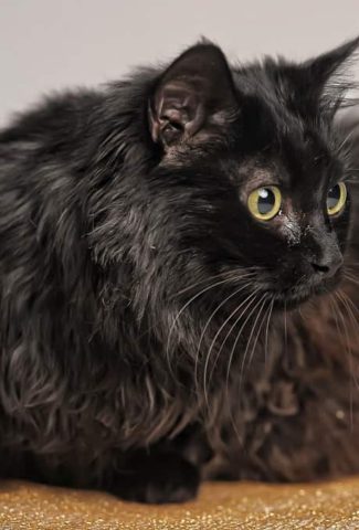 black Chantilly cat